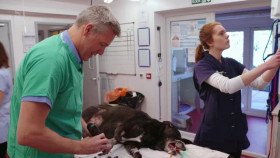 The Dog Rescuers with Alan Davies S10E06 XviD-AFG EZTV
