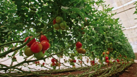 The Food That Built America S03E12 XviD-AFG EZTV