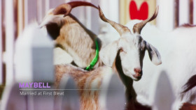 The GOAT 2024 S01E09 1080p HEVC x265-MeGusta EZTV