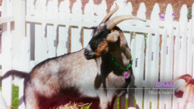 The GOAT 2024 S01E09 XviD-AFG EZTV