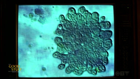 The Good Stuff with Mary Berg 2024 05 02 1080p WEB h264-BAE EZTV