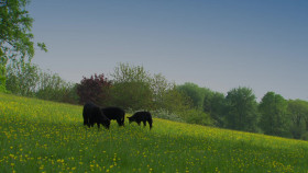 The Great British Bake Off S07E10 The Final 1080p NF WEB-DL DDP2 0 x264-NTb EZTV