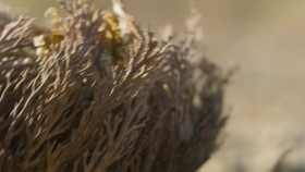 The Green Planet S01E04 1080p HEVC x265-MeGusta EZTV