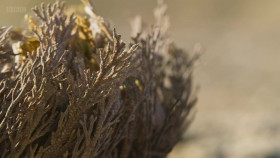 The Green Planet S01E04 720p WEBRip X264-iPlayerTV EZTV