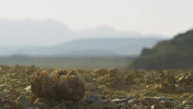 The Green Planet S01E04 XviD-AFG EZTV