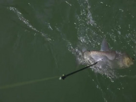 The Green Way Outdoors S01E02 480p x264-mSD EZTV