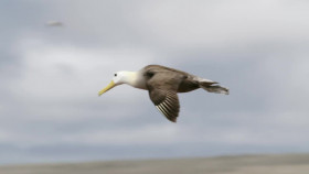 The Humboldt Current S01 1080p WEBRip AAC2 0 x264-SKYFiRE EZTV