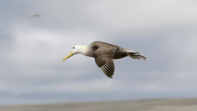 The Humboldt Current S01 720p WEBRip AAC2 0 x264-SKYFiRE EZTV