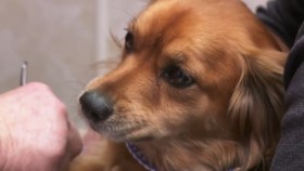 The Incredible Dr Pol S18E02 Shiver Me Puppers 720p HEVC x265-MeGusta EZTV