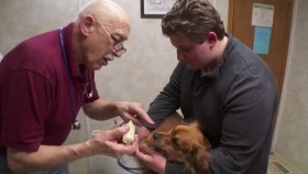 The Incredible Dr Pol S18E02 Shiver Me Puppers WEB h264-CAFFEiNE EZTV