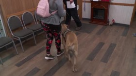 The Incredible Dr Pol S18E04 Marvelous Miss Maisey XviD-AFG EZTV