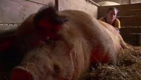 The Incredible Dr Pol S18E05 Three Little Piglets WEB h264-CAFFEiNE EZTV