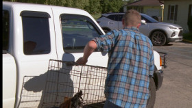 The Incredible Dr Pol S23E05 A New Pup In Town 720p AMZN WEB-DL DDP5 1 H 264-NTb EZTV