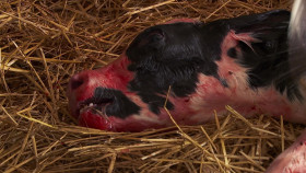 The Incredible Dr Pol S24E00 The Grand Finale 1080p WEB H264-CBFM EZTV