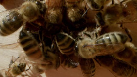 The Incredible Pol Farm S01E02 XviD-AFG EZTV