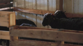 The Incredible Pol Farm S01E13 1080p HEVC x265-MeGusta EZTV