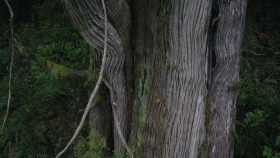 The Last Woodsmen S01E07 720p HEVC x265-MeGusta EZTV