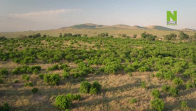 The Leopardess S01E01 XviD-AFG EZTV