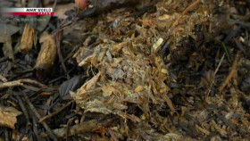 The Mark of Beauty S10E01 Mushrooms of Japan XviD-AFG EZTV