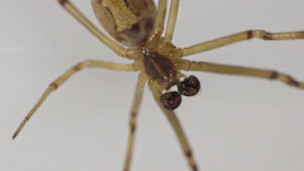 The Nature of Things with David Suzuki S62E09 Bug Sex XviD-AFG EZTV