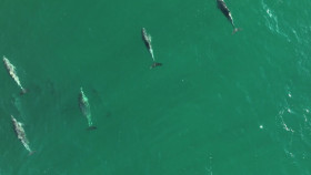 The Nature of Things with David Suzuki S62E11 The Secrets of Friendship 1080p WEBRip x264-BAE EZTV