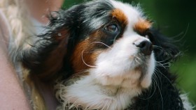 The Pack S01E03 1080p WEB h264-KOGi EZTV