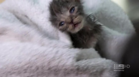 The Pet Rescuers S01E01 720p HDTV x264-PHOENiX EZTV