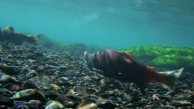 The Proof Is Out There Alien Edition S01E02 1080p HEVC x265-MeGusta EZTV