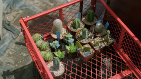The Retro Plant Shop with Mikey and Jo S01E01 From the Ground Up 1080p WEB h264-B2B EZTV