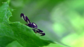 The Secret Genius of Plants S01E01 Super Senses 1080p WEBRip x264-CBFM EZTV