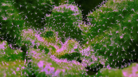 The Secret Genius of Plants S01E02 Super Strategies 1080p WEBRip x264-CBFM EZTV