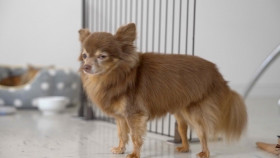 The Secret Life of Dancing Dogs S01E02 1080p WEB h264-EDITH EZTV