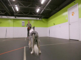 The Secret Life of Dancing Dogs S01E03 480p x264-mSD EZTV