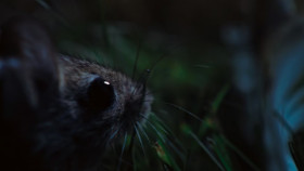 The Secret Lives of Animals S01E01 1080p HEVC x265-MeGusta EZTV