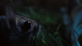 The Secret Lives of Animals S01E01 720p HEVC x265-MeGusta EZTV