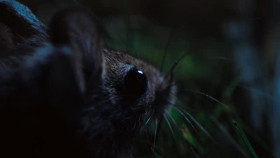 The Secret Lives of Animals S01E01 XviD-AFG EZTV