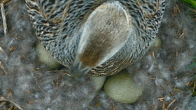 The Secret Lives of Animals S01E02 1080p HEVC x265-MeGusta EZTV