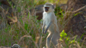 The Secret Lives of Animals S01E03 1080p WEB H264-GloriousMongoose EZTV