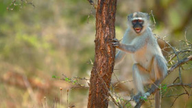 The Secret Lives of Animals S01E03 XviD-AFG EZTV