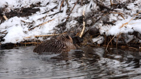 The Secret Lives of Animals S01E04 Home Making 1080p ATVP WEB-DL DDP5 1 Atmos H 264-FLUX EZTV