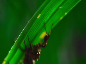 The Secret Lives of Animals S01E05 480p x264-mSD EZTV