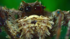 The Secret Lives of Animals S01E05 720p HEVC x265-MeGusta EZTV