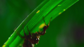 The Secret Lives of Animals S01E05 Finding Food 1080p ATVP WEB-DL DDP5 1 Atmos H 264-FLUX EZTV