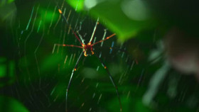 The Secret Lives of Animals S01E05 XviD-AFG EZTV