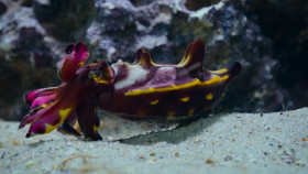 The Secret Lives of Animals S01E06 1080p HEVC x265-MeGusta EZTV