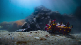 The Secret Lives of Animals S01E06 The Art of Deception 1080p ATVP WEB-DL DDP5 1 Atmos H 264-FLUX EZTV