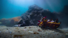 The Secret Lives of Animals S01E06 XviD-AFG EZTV