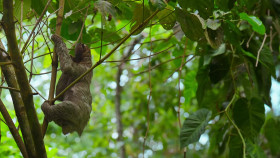 The Secret Lives of Animals S01E07 720p HEVC x265-MeGusta EZTV