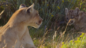 The Secret Lives of Animals S01E08 1080p WEB H264-GloriousMongoose EZTV