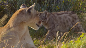 The Secret Lives of Animals S01E08 720p HEVC x265-MeGusta EZTV